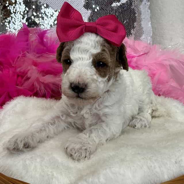 Tally Pink Girl - Toy Poodle Female