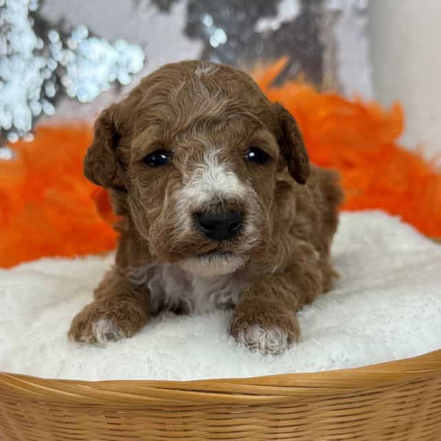 Tally Orange Bo - Toy Poodle Male