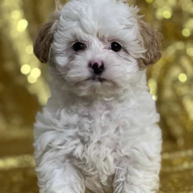 Chloe - Shih-Poo Female