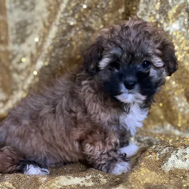 Caroline - Shih-Poo Female
