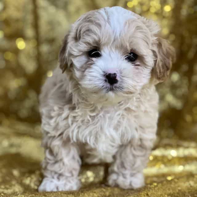 Casper - Shih-Poo Male