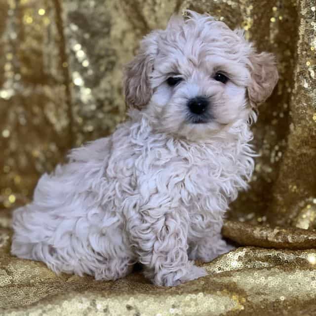 Carson - Shih-Poo Male