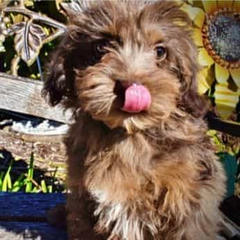 Gracie - Havapoo Female