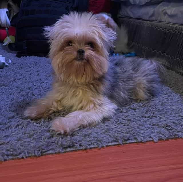 Baka - Shih Tzu Female