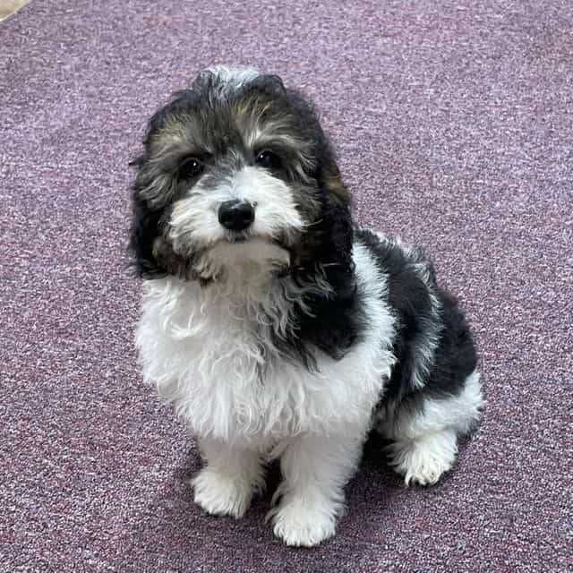 Tobias - Toy Poodle Male