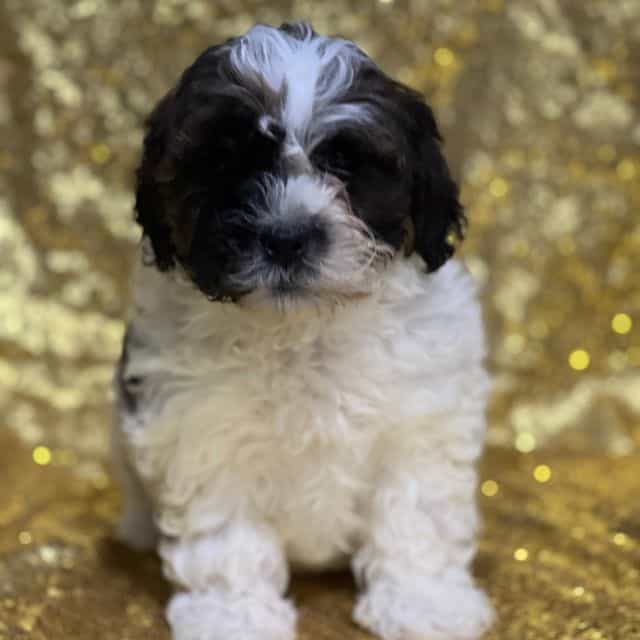 Jacob - Shih-Poo Male