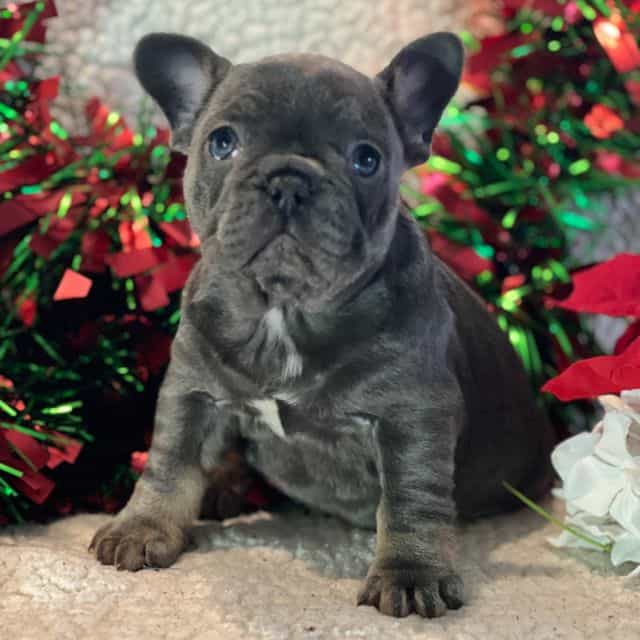 Jill - French Bulldog Female