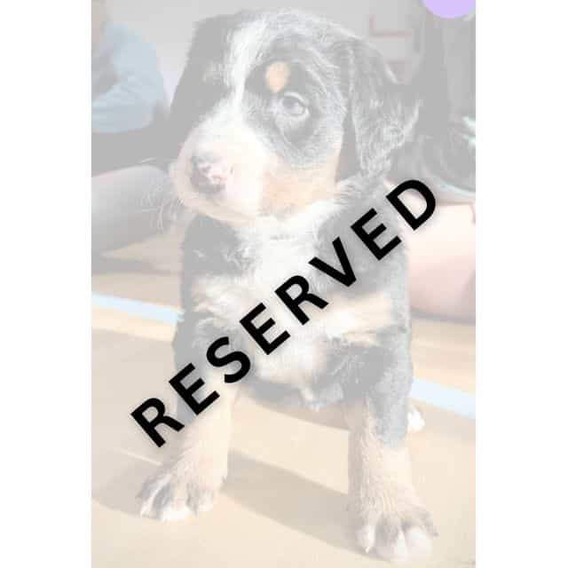 Purple Girl - * - Bernese Mountain Dog Female