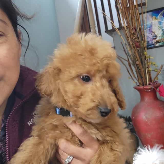 Bluey - Goldendoodle Male