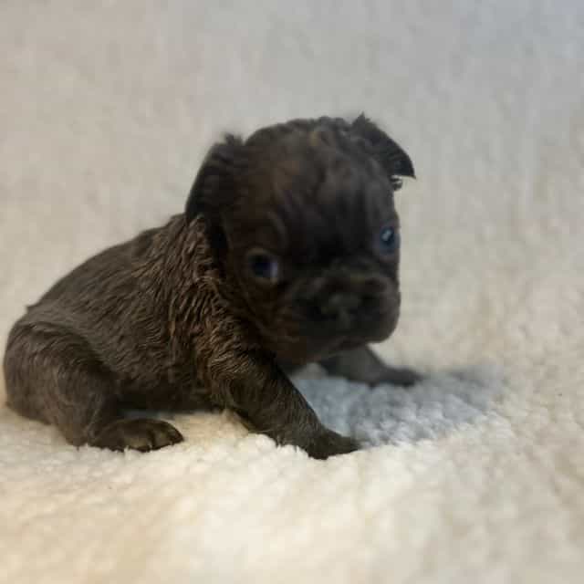 Fluffy Faye - French Bulldog Female