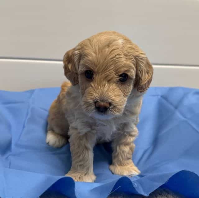 Billy  - Labradoodle Male