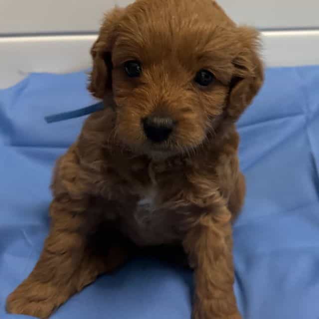 Ollie - Labradoodle Male