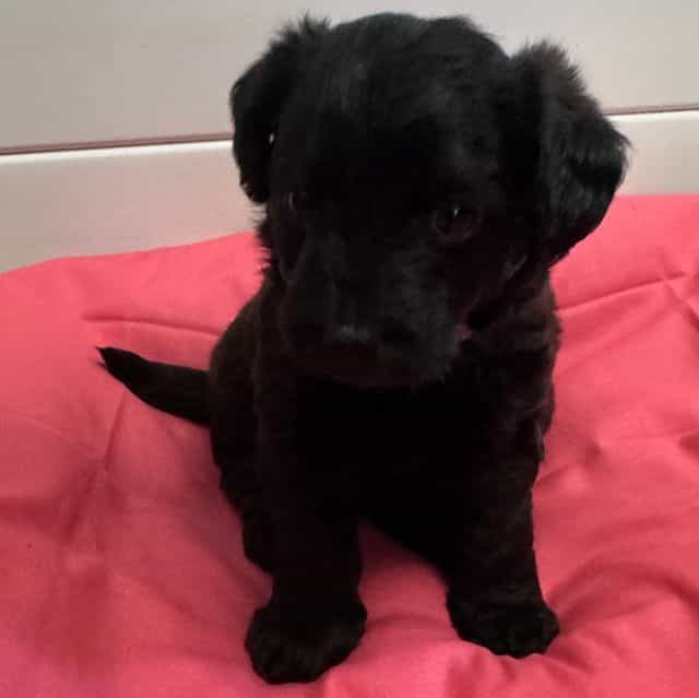 Shadow - Labradoodle Female