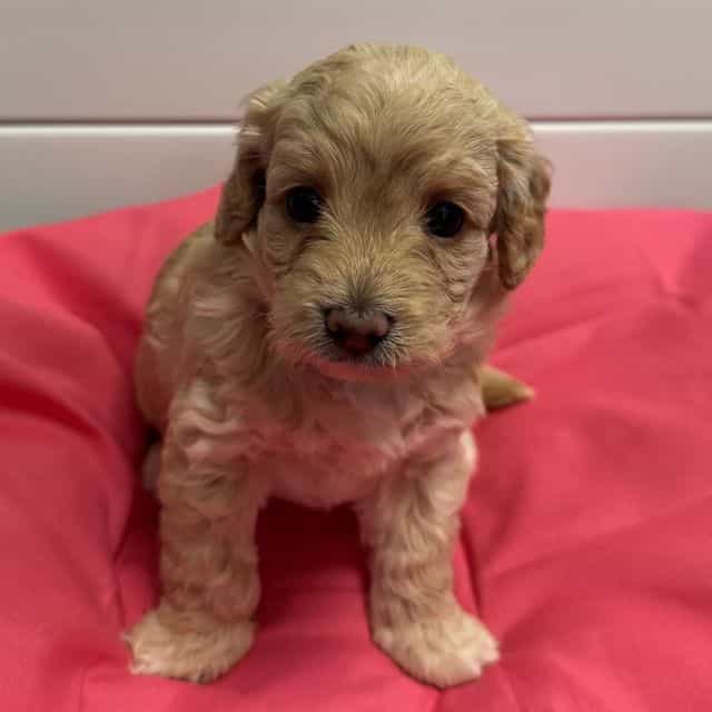Buttercup  - Labradoodle Female