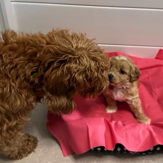 Dotty  - Labradoodle Female