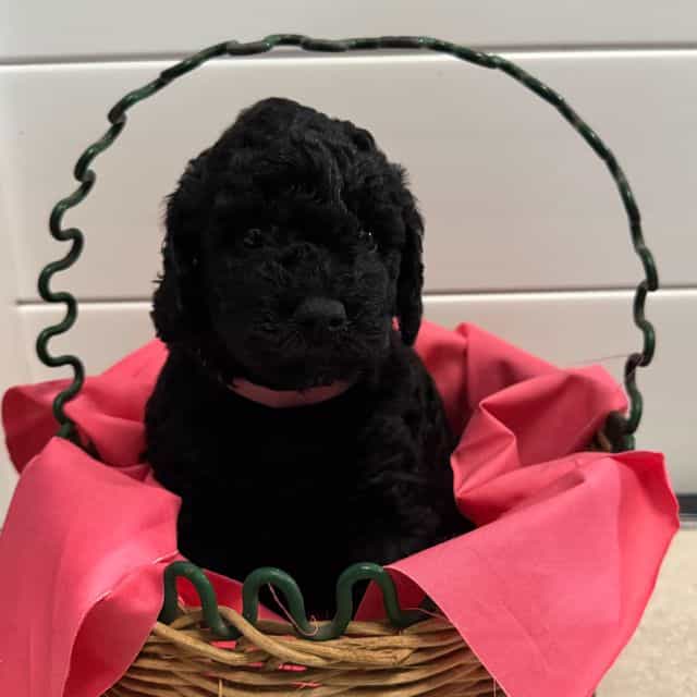 Betsy  - Labradoodle Female