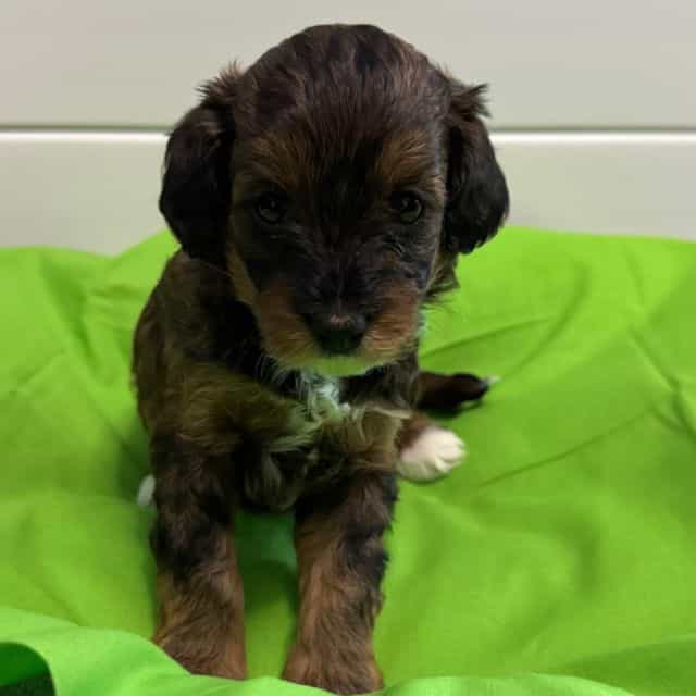 Charlie  - Labradoodle Male