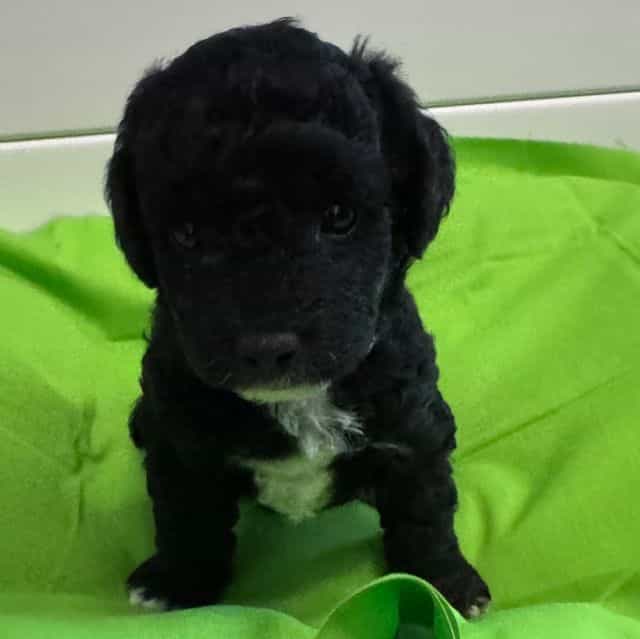 Philo Jr.  - Labradoodle Male