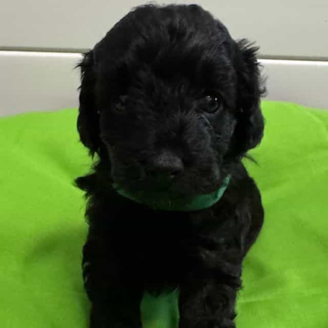 Pip - Labradoodle Male