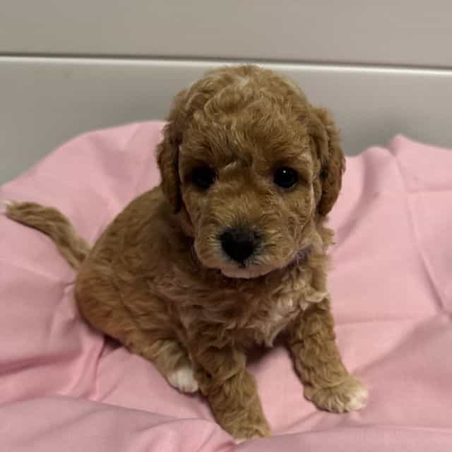Honey  - Labradoodle Female