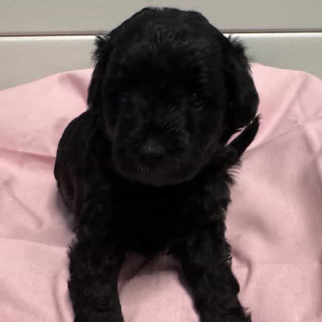 Luna  - Labradoodle Female