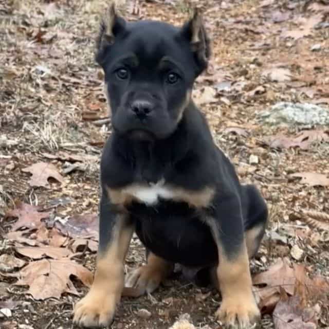 Hulu - Cane Corso Male