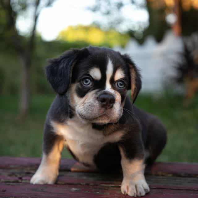 Caesar - French Bulldog Male