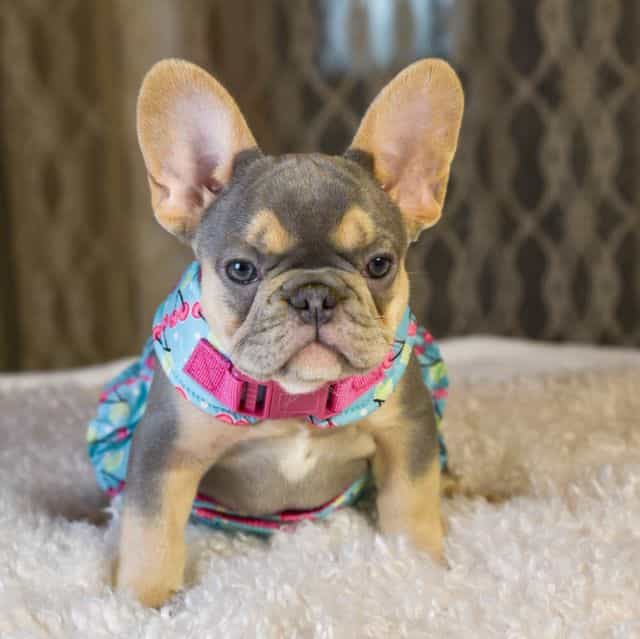 Lilac tan  - French Bulldog Female