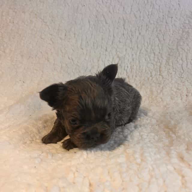Fluffy Fifi - French Bulldog Female