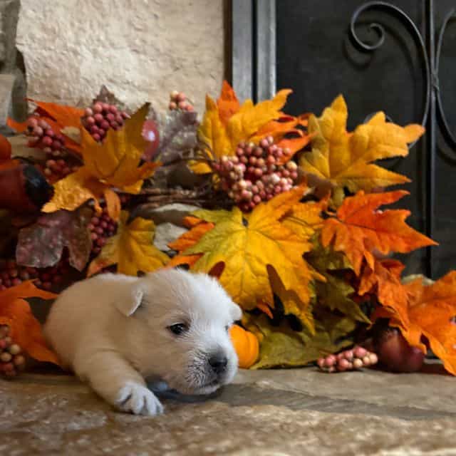 Benson - West Highland White Terrier Male