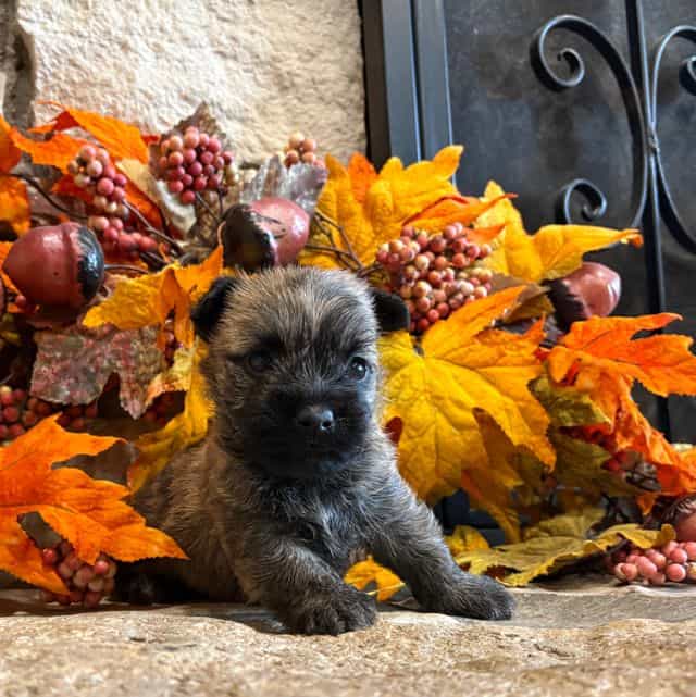 Dudley.  - Cairn Terrier Male