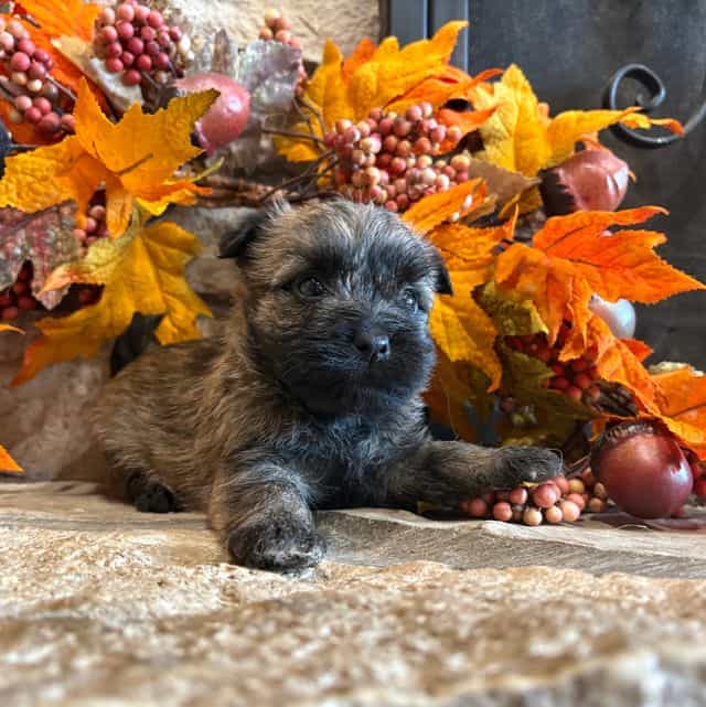 Carlton.  - Cairn Terrier Male