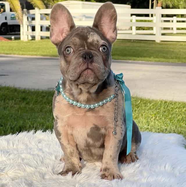 Susy - French Bulldog Female