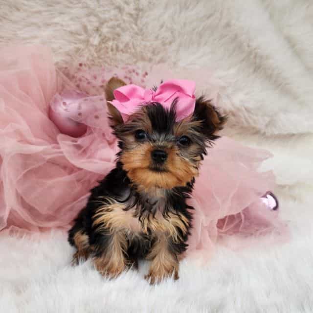 Little lulu - Yorkshire Terrier Female