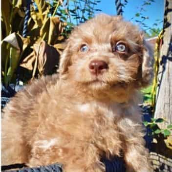 Indigo - Havapoo Male