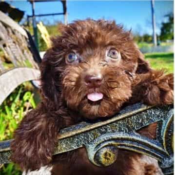 Itsy - Havapoo Female