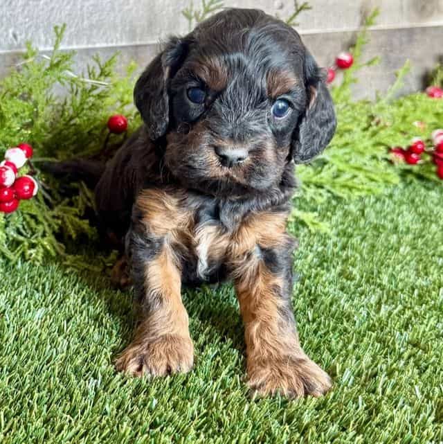 Darcy - Cavapoo Female