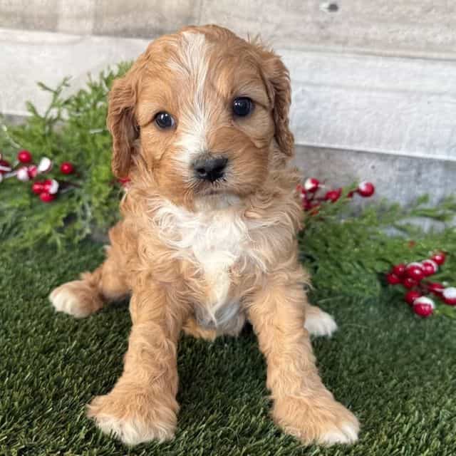 Cooper - Cavapoo Male