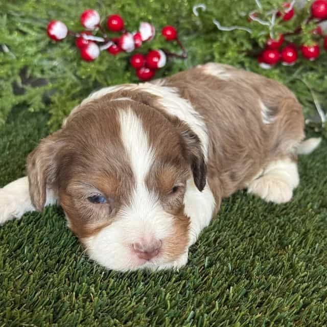 Ezra - Cavapoo Female