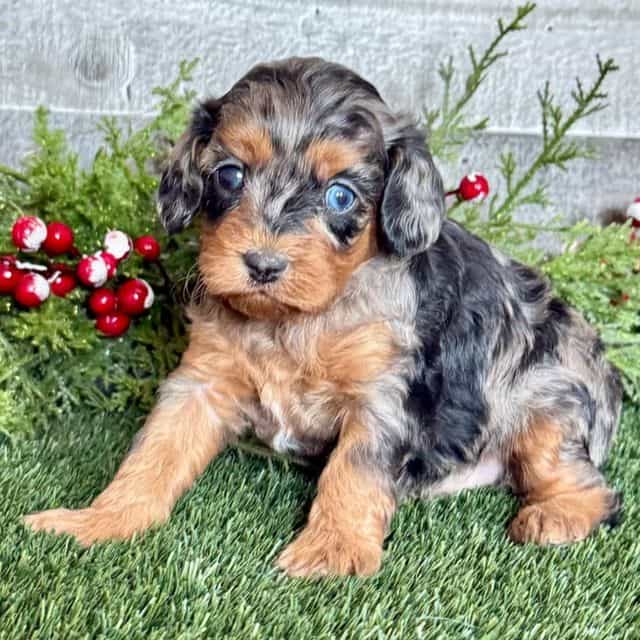 Della - Cavapoo Female