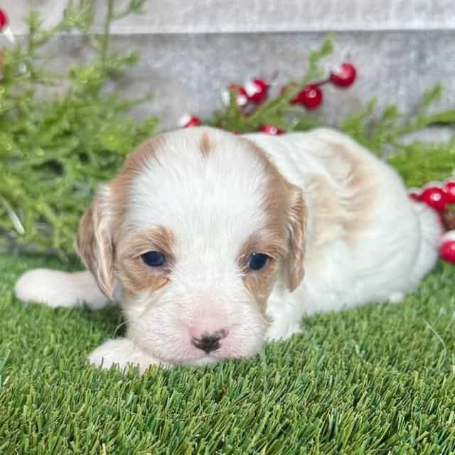 Colton - Cavapoo Male