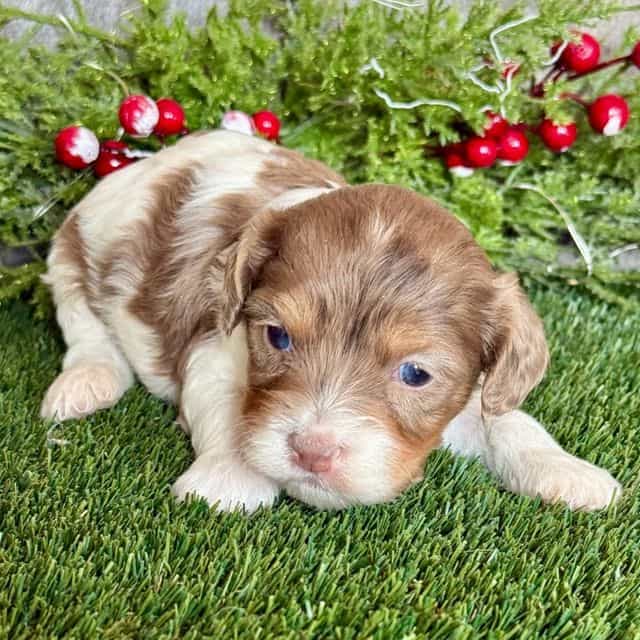 Emma - Cavapoo Female