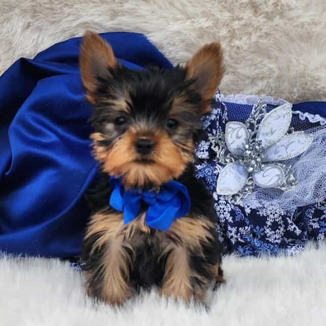 Baby Troy - Yorkshire Terrier Male