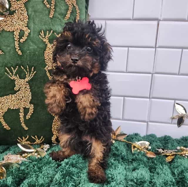 Tom (Tiny Toy P - Toy Poodle Male