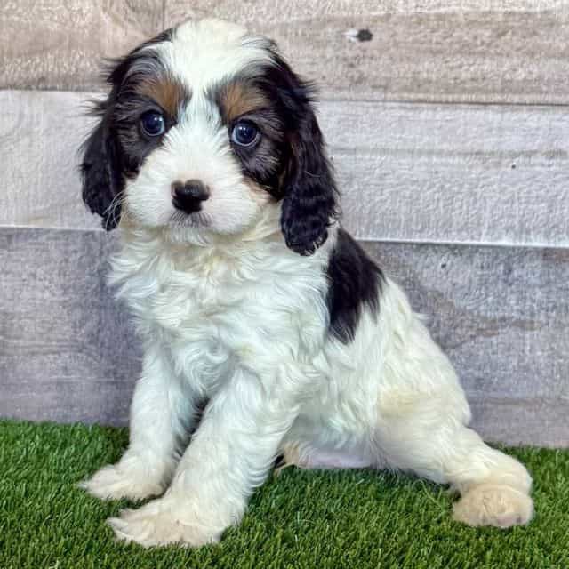Denver - Cavapoo Male