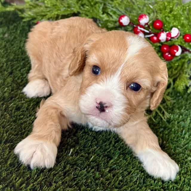 Conrad - Cavapoo Male