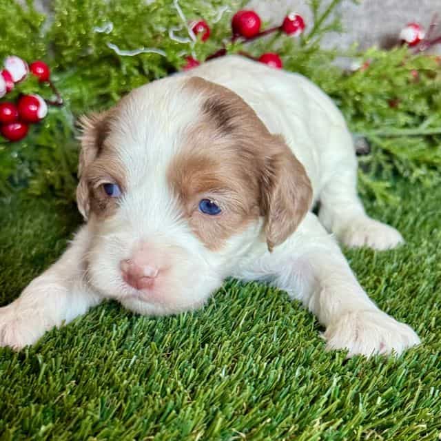 Elena - Cavapoo Female