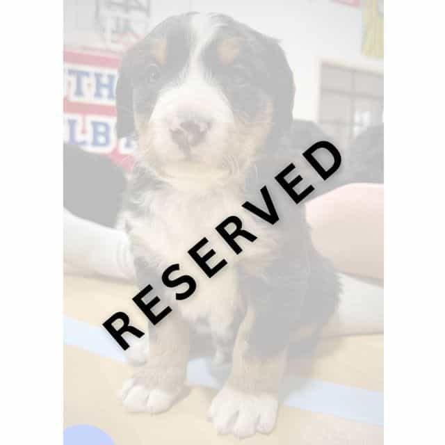 Blue Boy - **RE - Bernese Mountain Dog Male