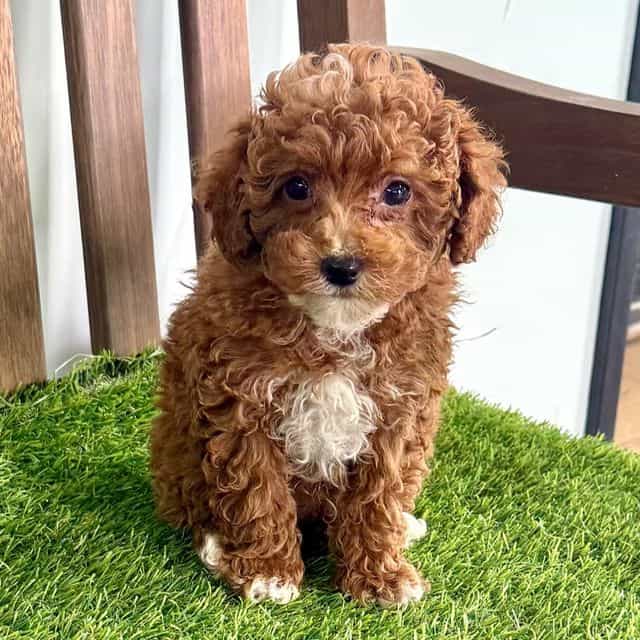 Taki - Toy Poodle Male