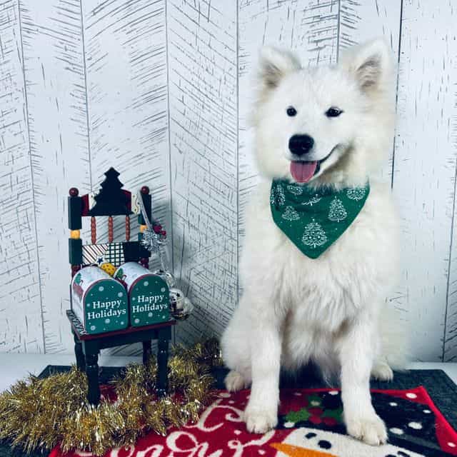 Bonnie - Samoyed Female